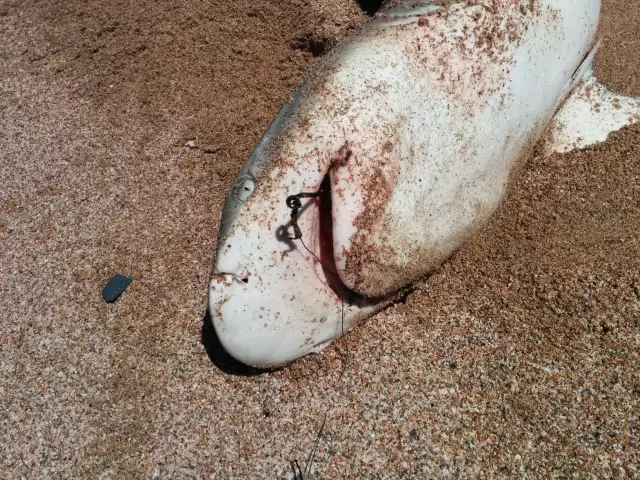 shark 4a head