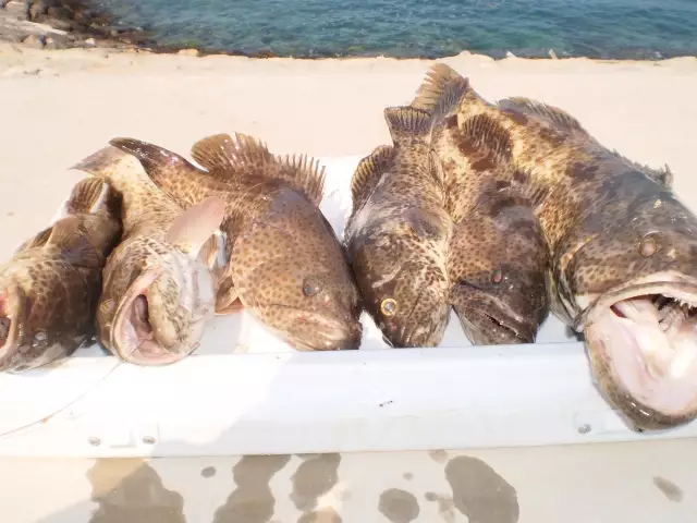 MARINA MALL BREAKWATER FISHING 01JAN2015