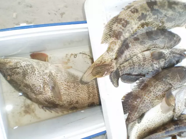 MARINA MALL BREAKWATER FISHING 01JAN2015