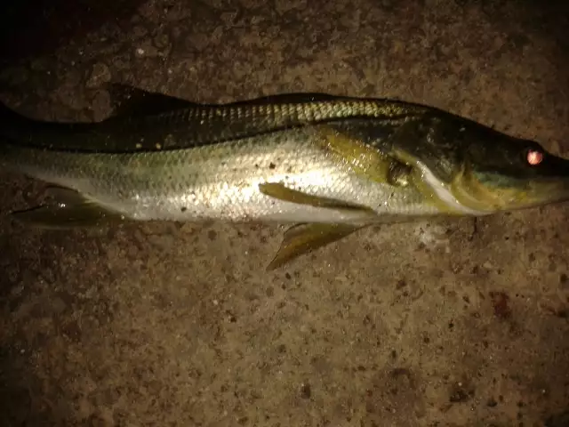 Catch at Cancún