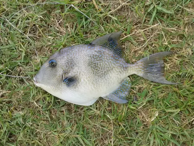 Grey Triggerfish caught in Chaguaramas on Rod & Reel 30/03/2015