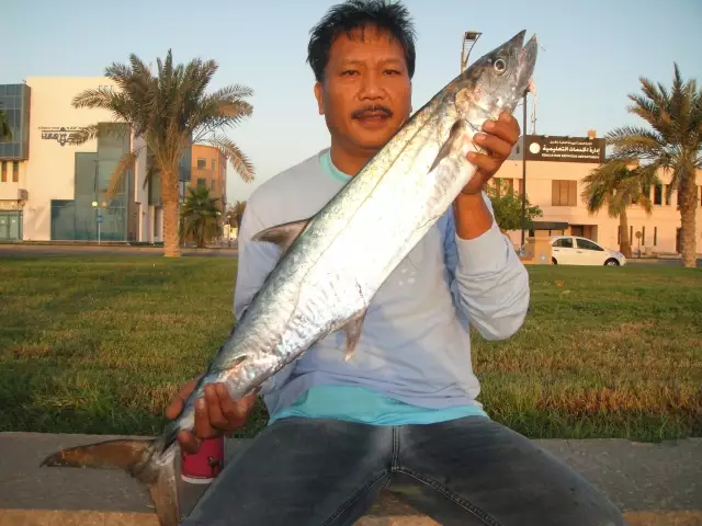 Tangegui in Jubail