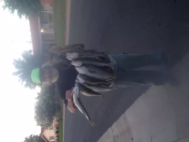 Killer day on stripers