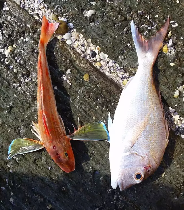 snapper and gurnard