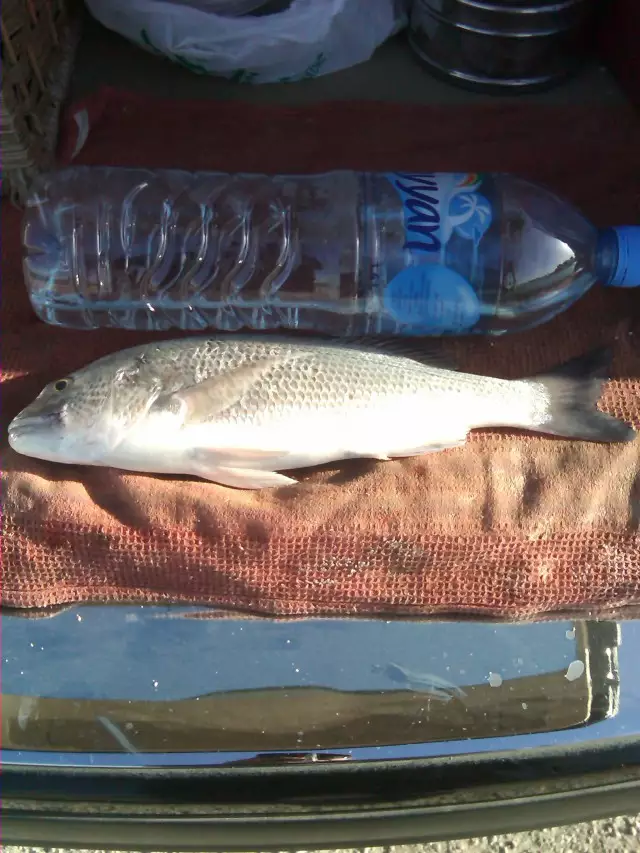 my best catch