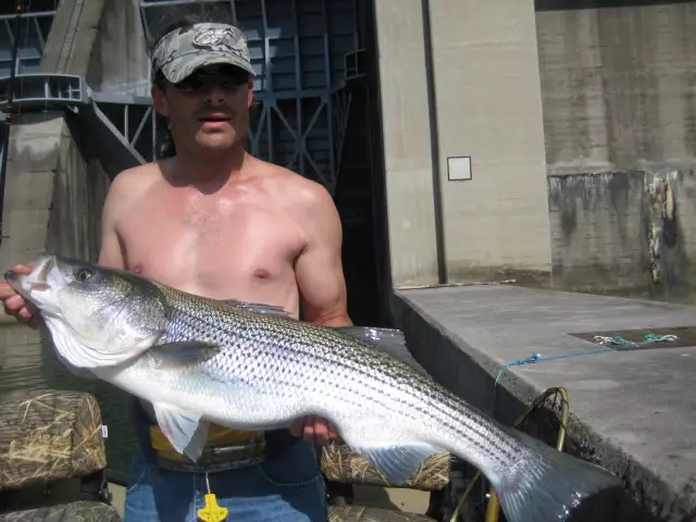 River Stripe