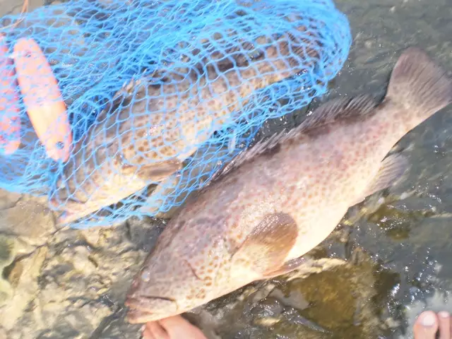 MARINA MALL BREAKWATER FISHING 12JUNE2015