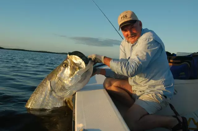 Everglades tarpon