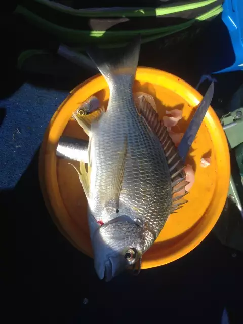 Bream