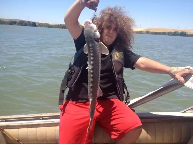 First sturgeon. Only 33 inches had to let go
