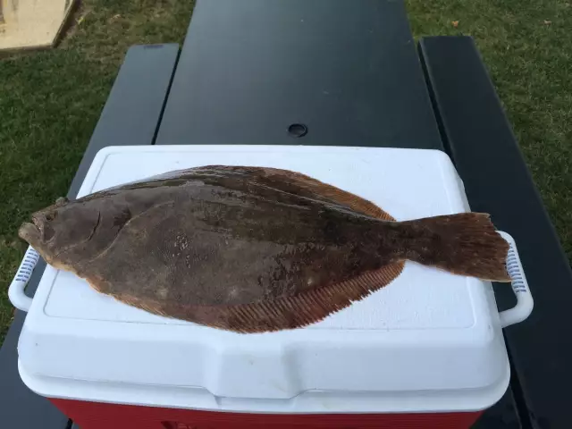 Flounder