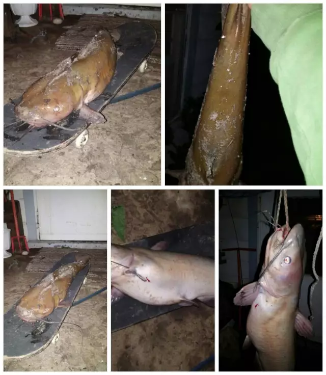 Iowa catfish