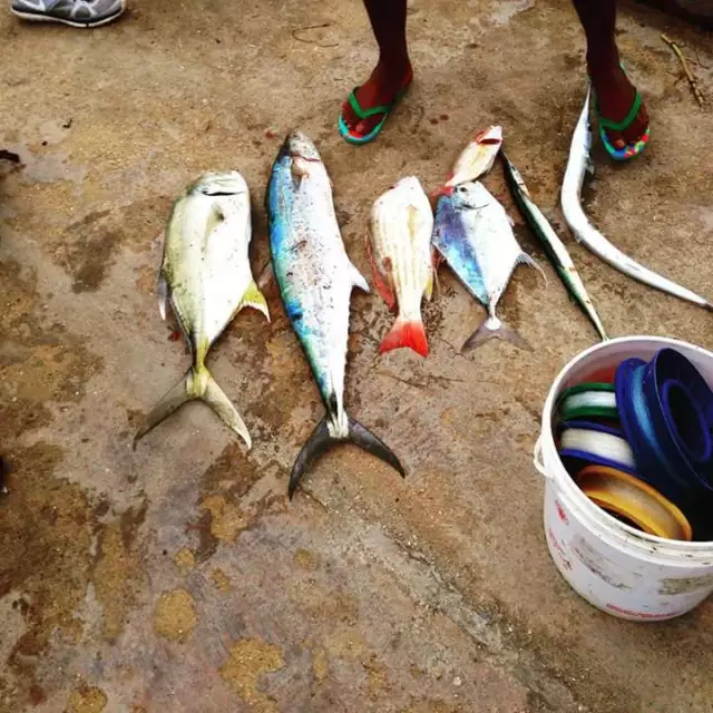 Cavali. Carite. Snapper. Spanish cavali. Needlefish