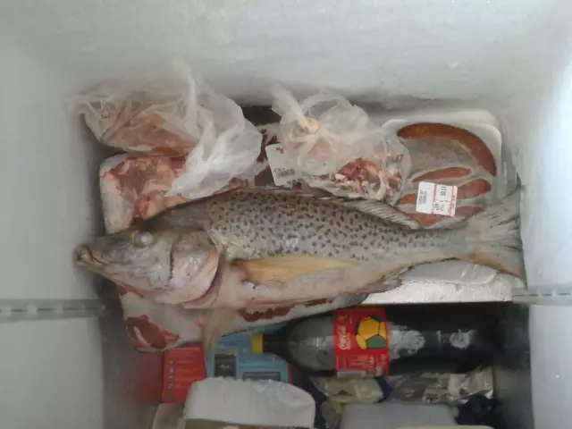 5.1kg