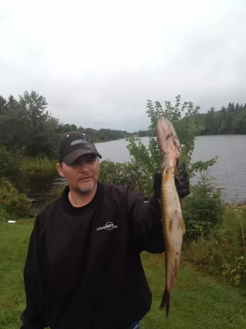 Chain Pickerel