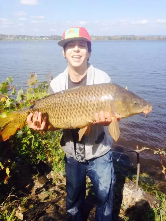 common carp