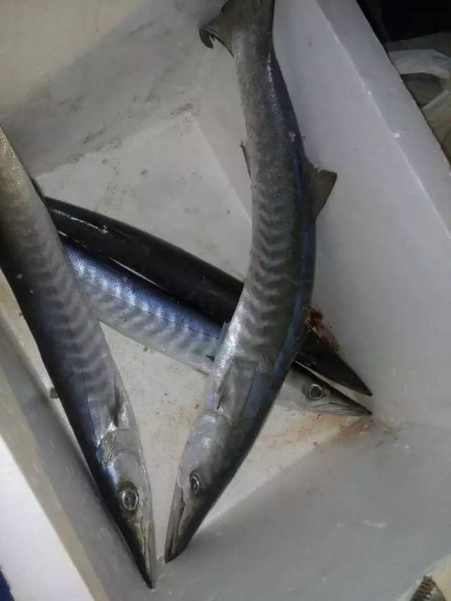 BARRACUDA CATCH