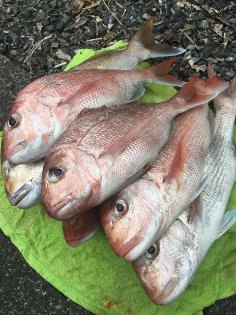 Softbaits at Ponui Island