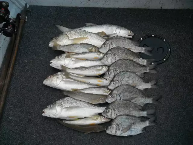 Mixed bag estaury - Barramundi Creek