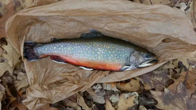 trout