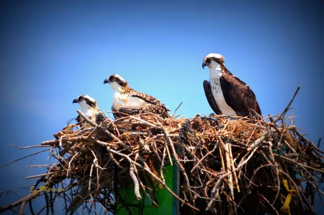 Nesting Osprey