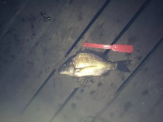 Bream