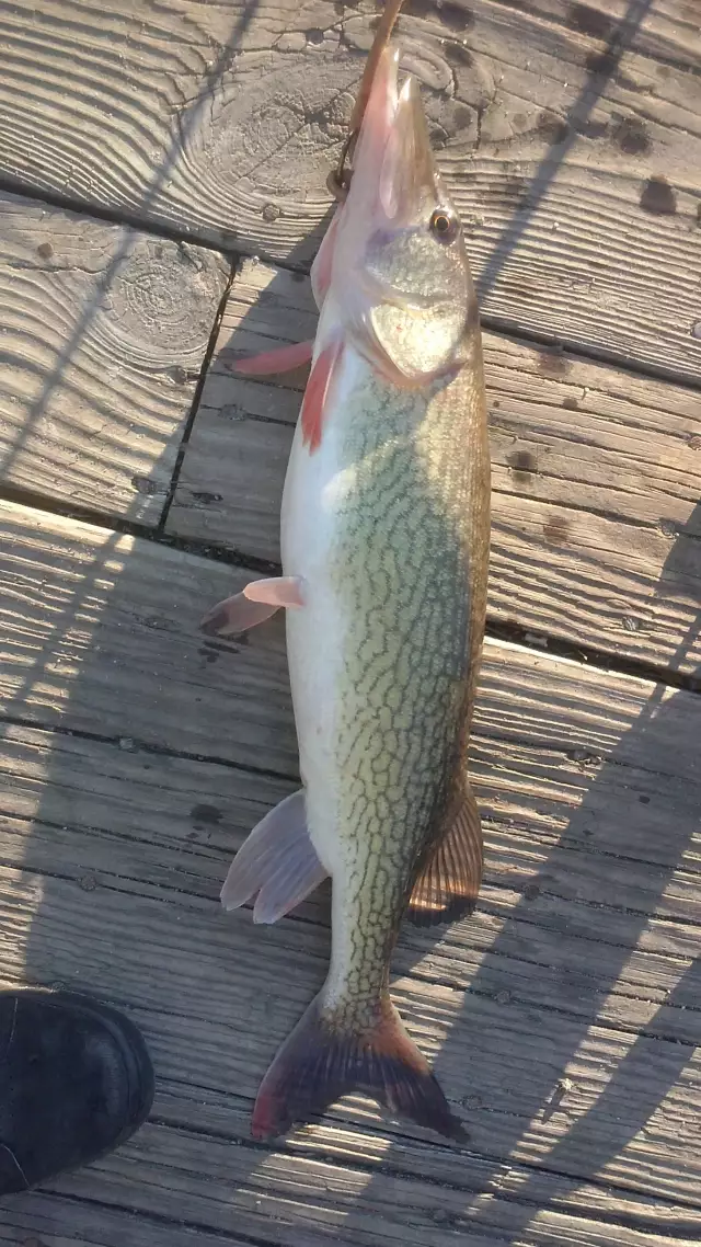 3 pound chain pickerel