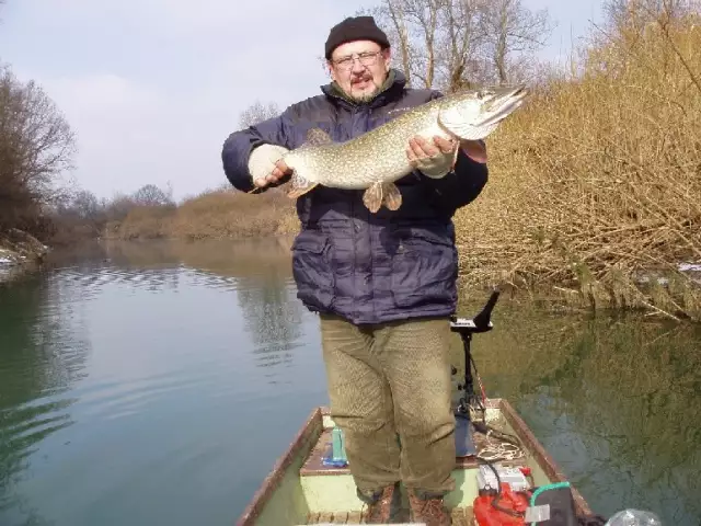 Pike 102 cm from river Ljubljanica - Slovenia