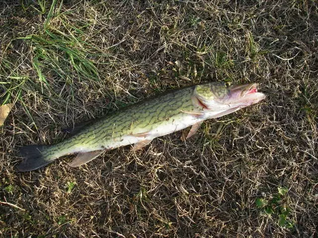 2/2/16pickerel
