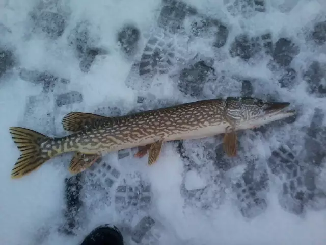 This is my 29 inch pike same day