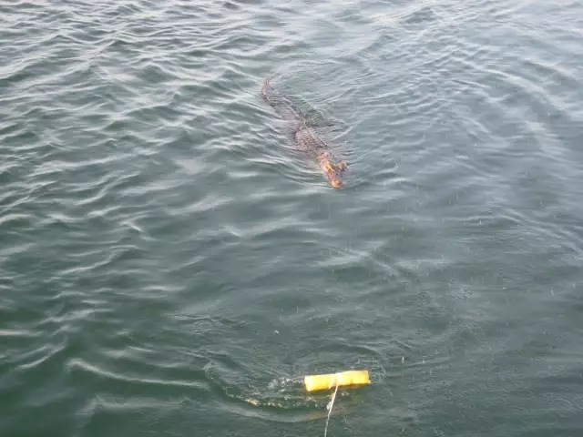 Playing with a croc
