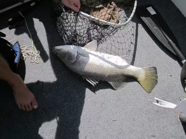 Barramundi