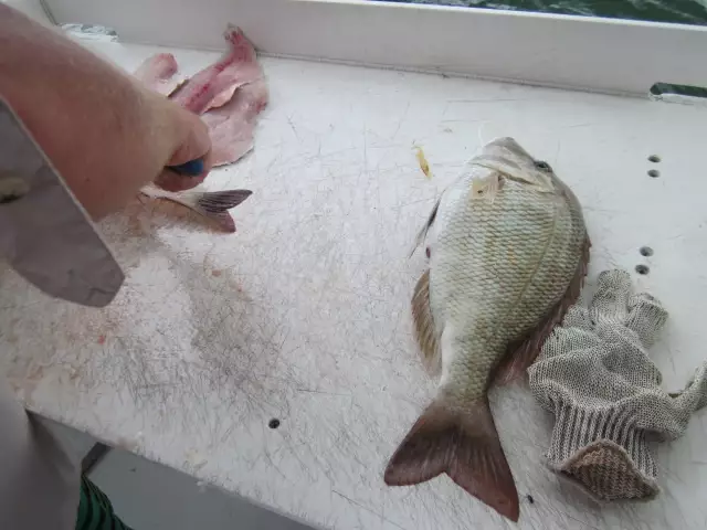 Filleting