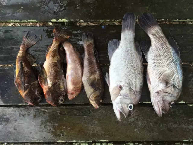 Nice lunch ahead!