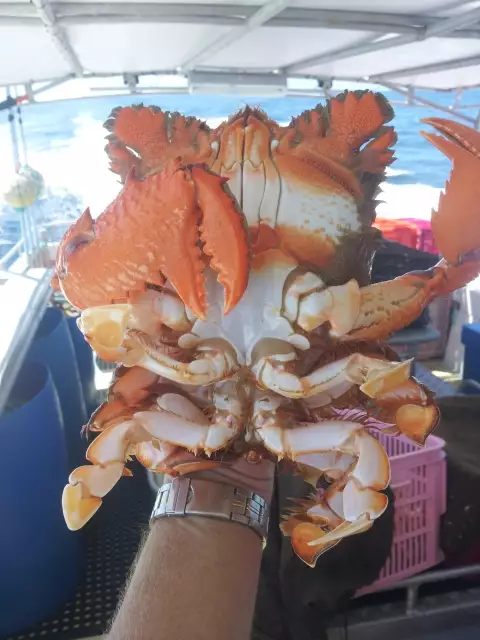 Nice Spanner crab