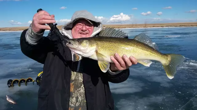 26"  8 pound Walleye