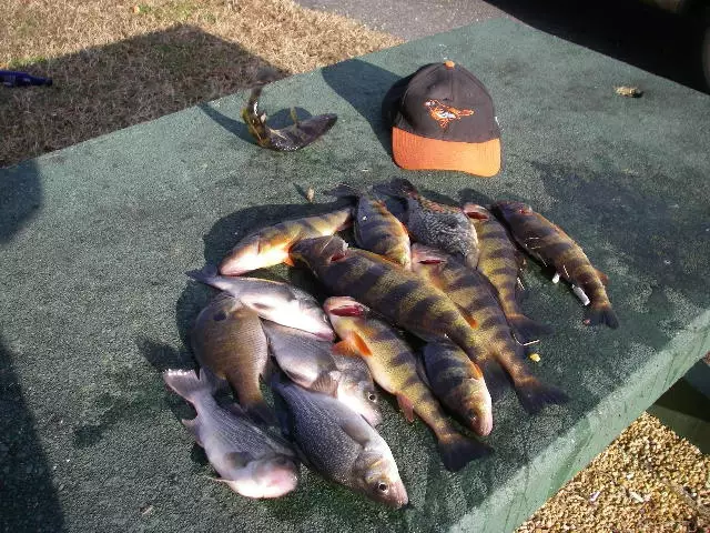 Perch fishing 3/8/16