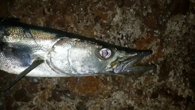 Barracuda Pretty Face