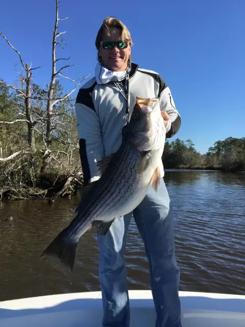 Striped Bass