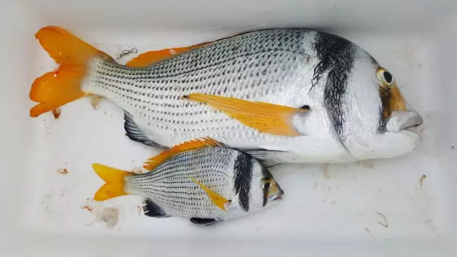 Two Bar Sea Breams