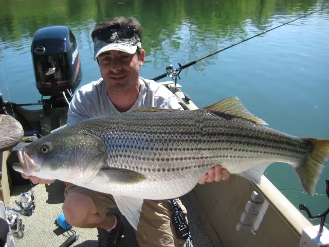 Striped Bass/ TN.