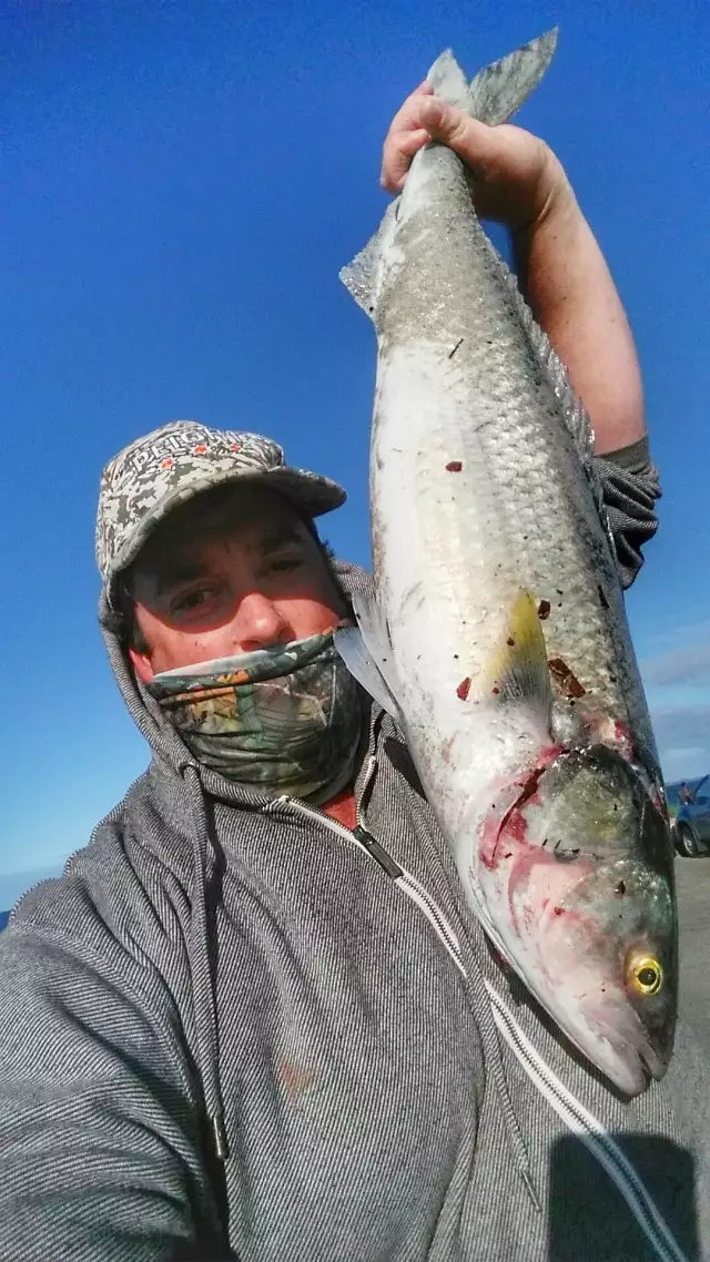 West Australian Salmon