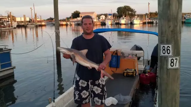 Little Cutter Shark