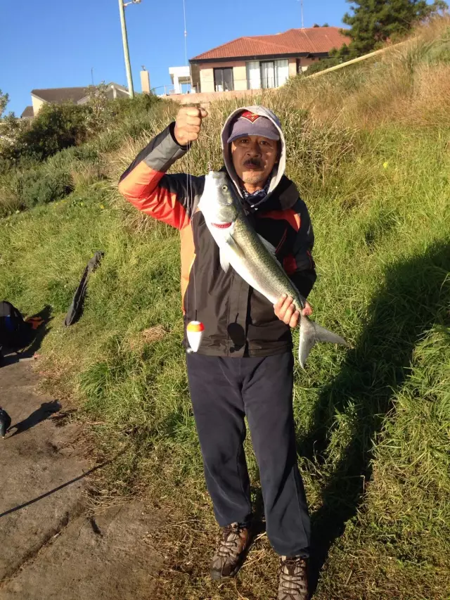 72 cm aussie salmon