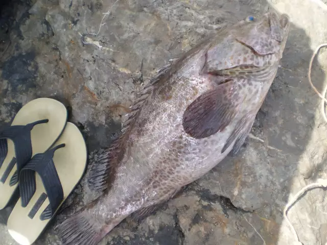 MARINA MALL BREAKWATER FISHING 03June2016