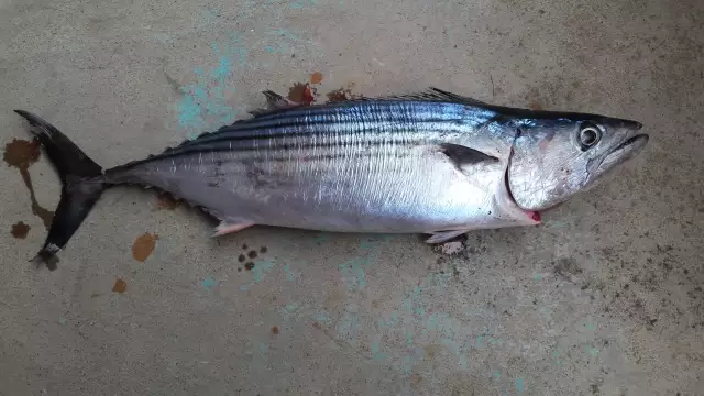 Bonito