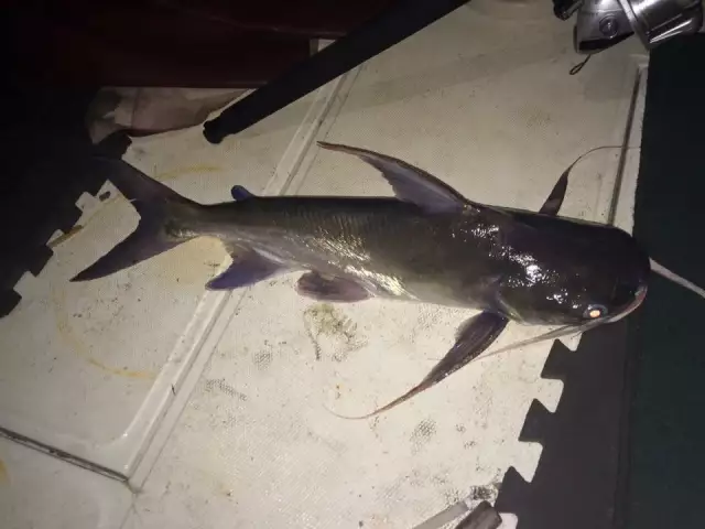 Sail cats SUCK hard.