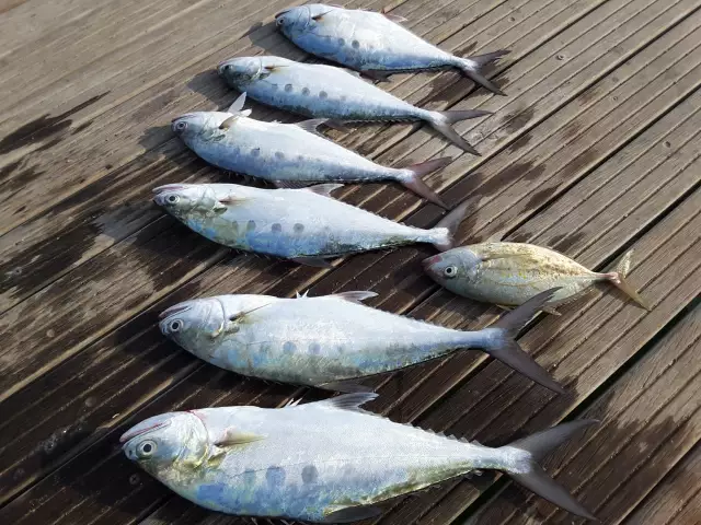 Catching  today