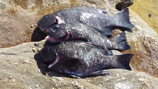 Life is Drummer fishing!