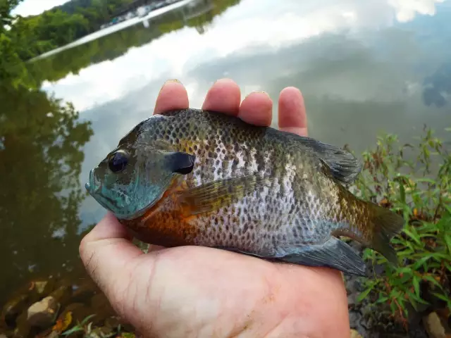 Caught On A Piece Of Hotdog Believe It Or not